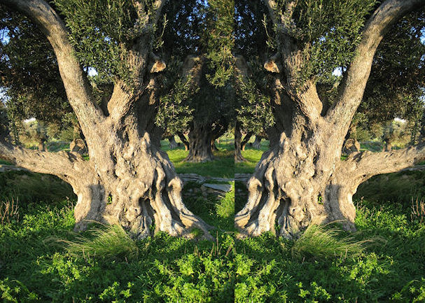 Two Olive Trees, Two Witnesses