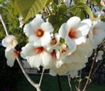 Flowers indicate life. These are tung tree flowers.